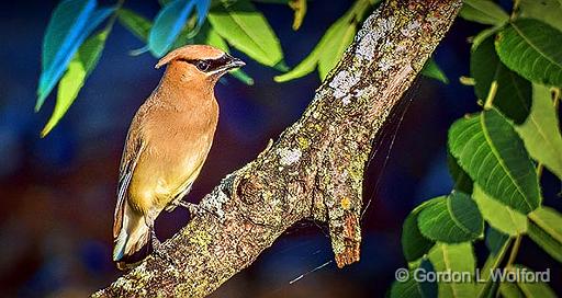 Cedar Waxwing_DSCF4437.jpg - Cedar Waxwing (Bombycilla cedrorum) photographed along the Rideau Canal Waterway at Smiths Falls, Ontario, Canada.